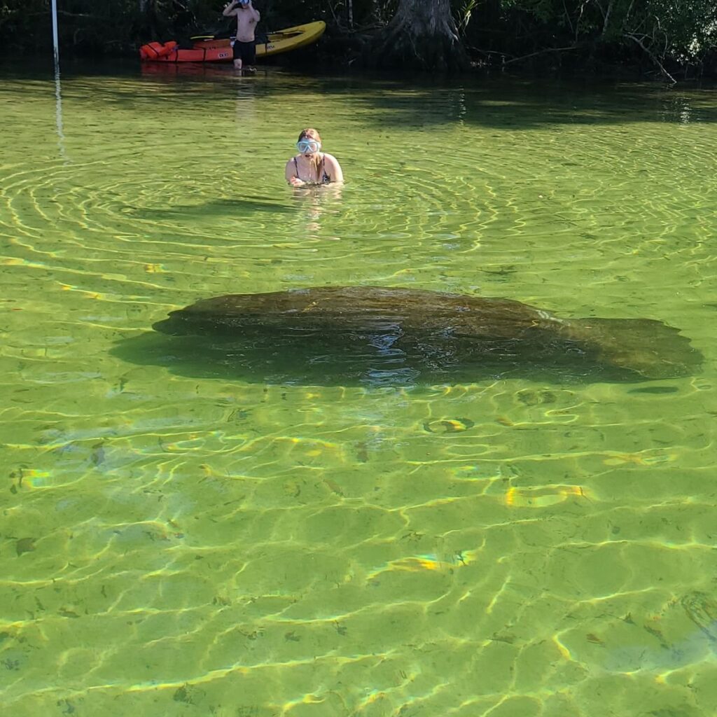 person seeing a manatee in the weeki wachee river