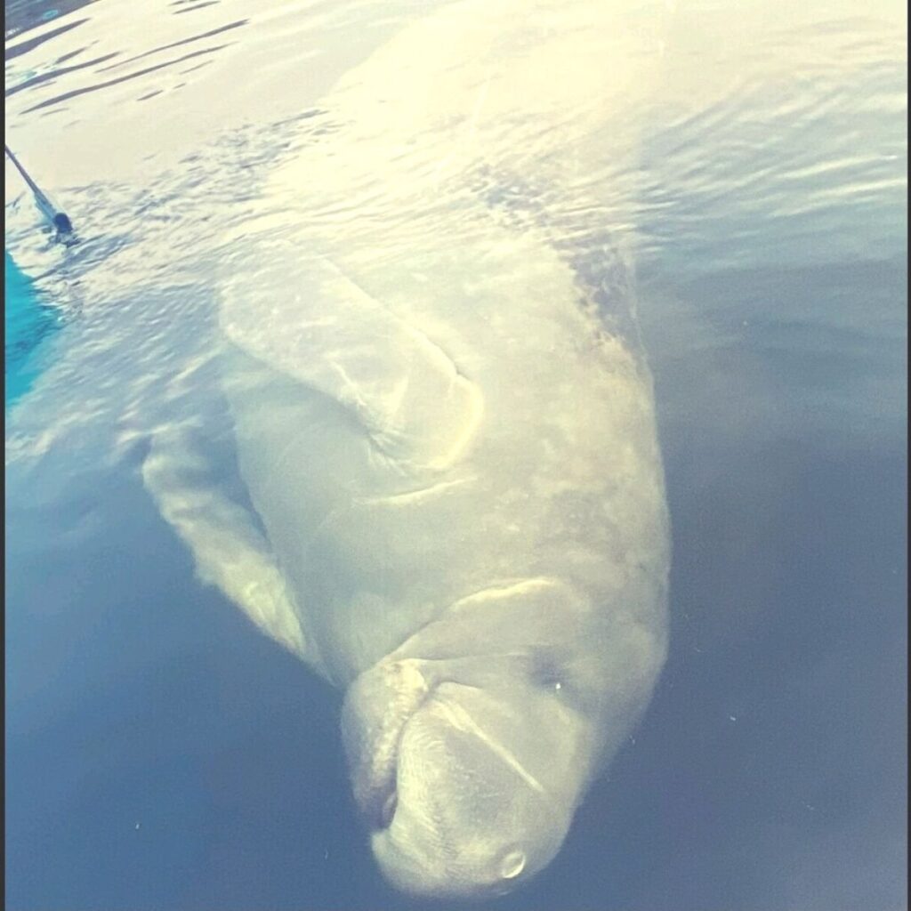 Things To Do In Hernando Beach and Weeki Wachee in December