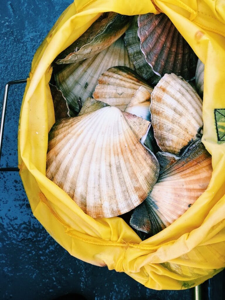Photo by julie aagaard on <a href="https://www.pexels.com/photo/seashells-in-a-bag-1368519/" rel="nofollow">Pexels.com</a>
