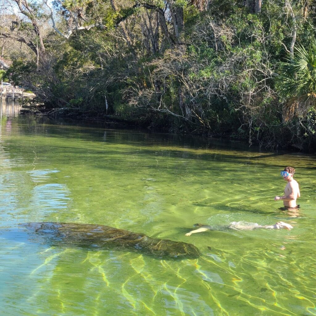 manatee in the river swimming by with a person who happens to be there
