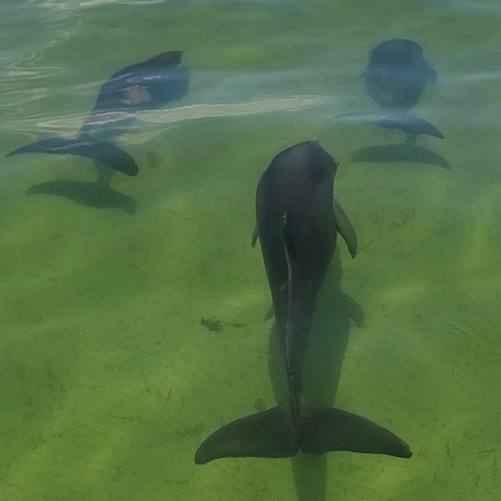 dolphin sighting at the Flats - 3 dolphins swimming in the water