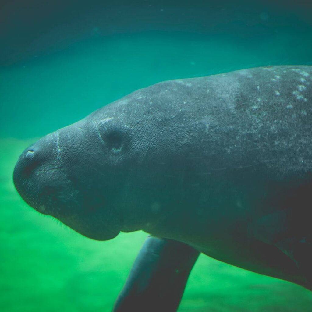 Photo by Chris F on <a href="https://www.pexels.com/photo/an-underwater-photography-of-a-manatee-submerged-in-in-the-sea-8026836/" rel="nofollow">Pexels.com</a>