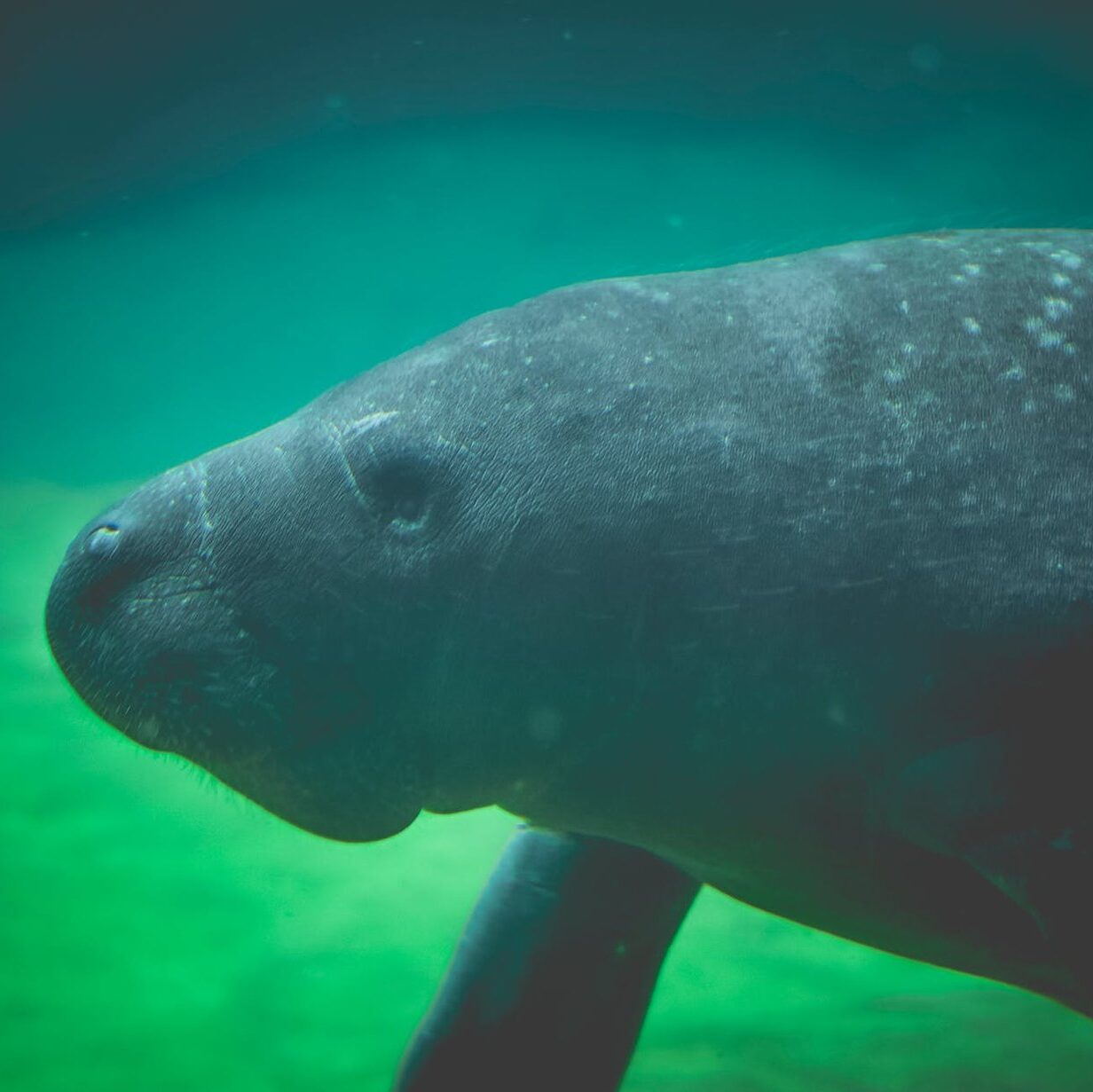 an underwater photography of a manatee submerged in in the sea