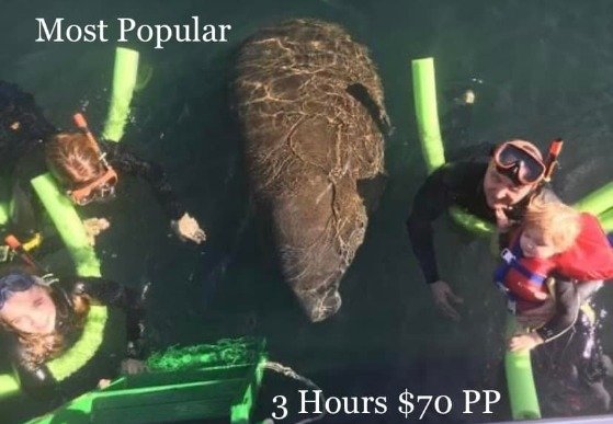 manatee on surface of water surrounded by tourists with noodles